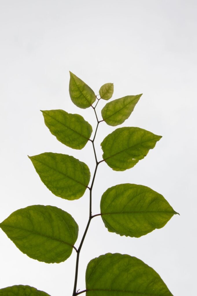 Close-up of green leaves on a branch against a white background, showcasing nature's beauty.